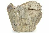 Agatized Fossil Coral Geode - Florida #234368-2